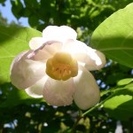 ナツロウバイ ナツロウバイ。