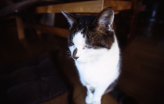 正月のキミオ。