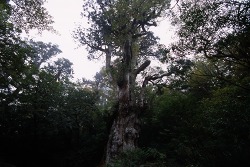 縄文杉